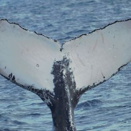 Fluke of HNC560