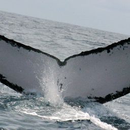 Fluke of MONAH-M05_2109