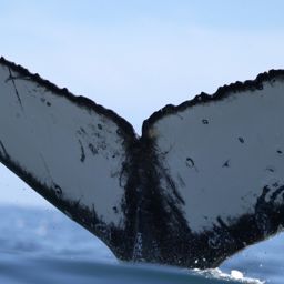 Fluke of HW-MN0801581