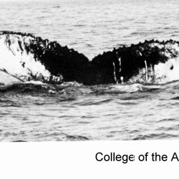 Fluke of NA-3758