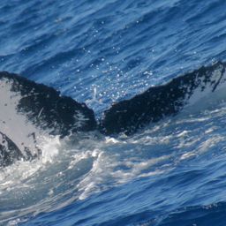 Fluke of NA-0457