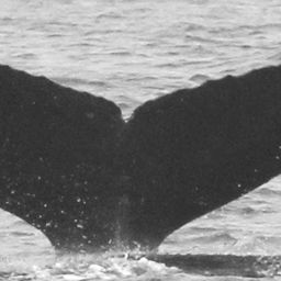 Fluke of CRC-12262