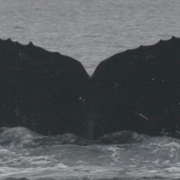 Fluke of NA-4487
