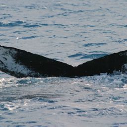 Fluke of NA-7343