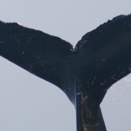 Fluke of NA-10256
