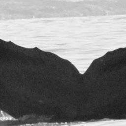 Fluke of CRC-15555