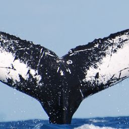 Fluke of NA-10388