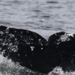 Fluke of NA-3681