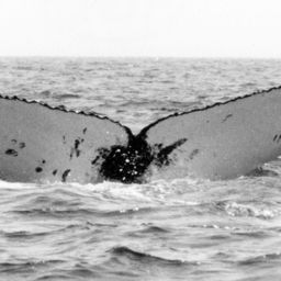 Fluke of NA-3018