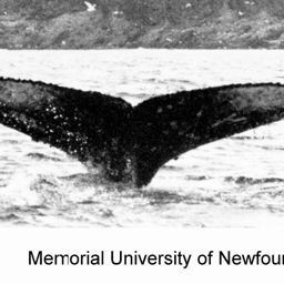 Fluke of NA-3696