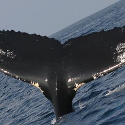 Fluke of MONAH-M05_1666