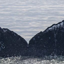 Fluke of CRC-12445