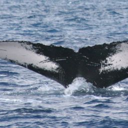 Fluke of NA-7062