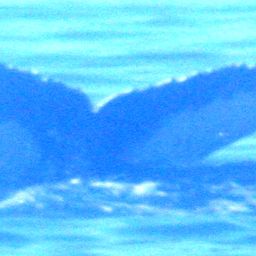 Fluke of NA-6211