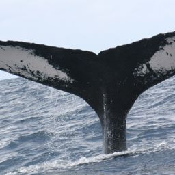 Fluke of NA-6422
