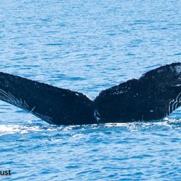 Fluke of HI22_0002