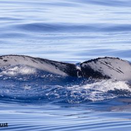 Fluke of HI22_0056