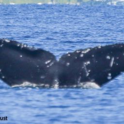 Fluke of HI22_0065