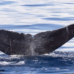 Fluke of HI22_0051
