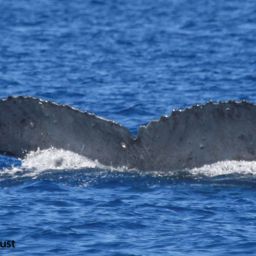 Fluke of HI22_0070