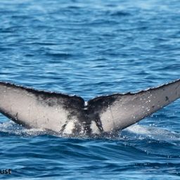 Fluke of HI22_0314