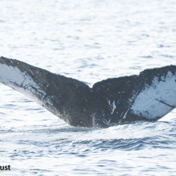 Fluke of HI22_0356
