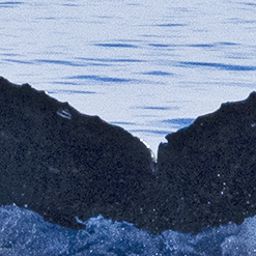 Fluke of HI22_0367