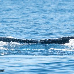 Fluke of HI22_0288