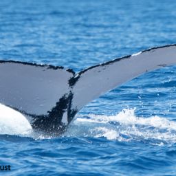 Fluke of HI22_0365
