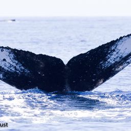 Fluke of HI22_0221
