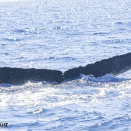 Fluke of CRC-22147