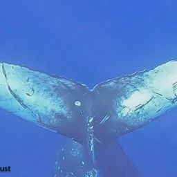 Fluke of HI22_0206