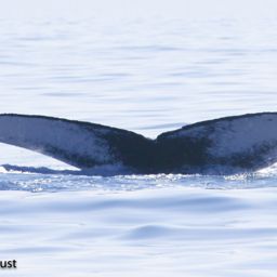 Fluke of HI22_0256