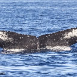 Fluke of HI22_0153