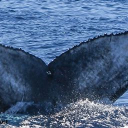 Fluke of HI22_0163
