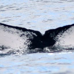 Fluke of KKP-3-21-09b-u2