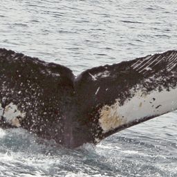 Fluke of NA-3986