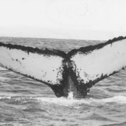 Fluke of NA-3831