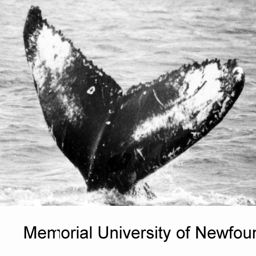 Fluke of NA-3524