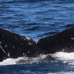 Fluke of CRC-15556