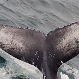 Fluke of 2021-2022 calf of CRC-12523