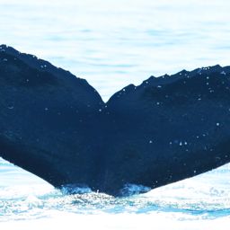 Fluke of HW-MN0801620