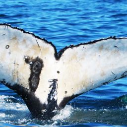 Fluke of HW-MN0801624