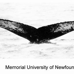 Fluke of NA-3497