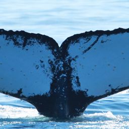 Fluke of HW-MN0801645