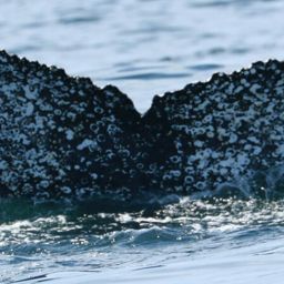 Fluke of HW-MN0801647