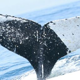 Fluke of Black & White