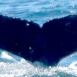 Fluke of HW-MN0801304