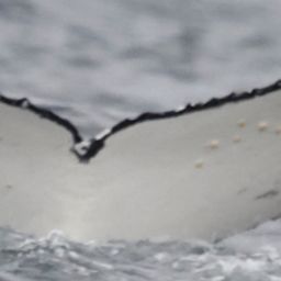 Fluke of HW-MN0801686