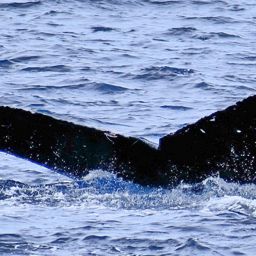 Fluke of PWF-NP_6321